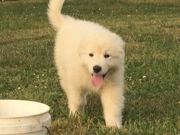 Great Pyrenees Puppy For Sale (Pulaski, TN)