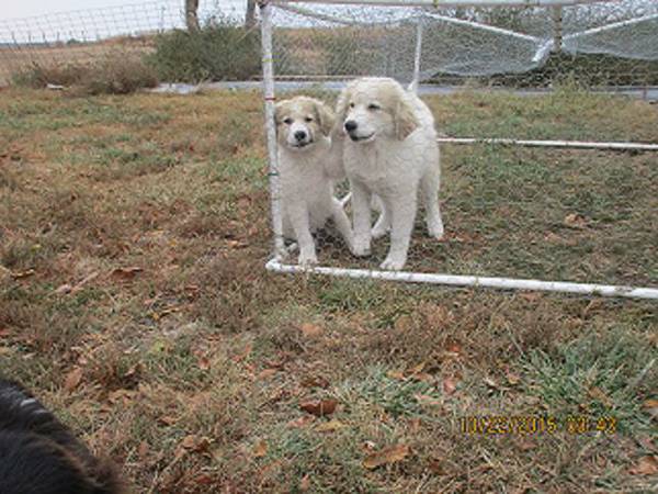 Great Pyreneesbulgarian shepherd puppys (Blue Hill)