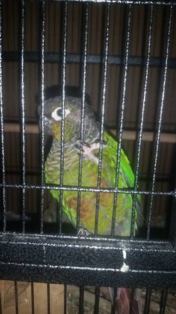 green cheek conure (milwaukee)