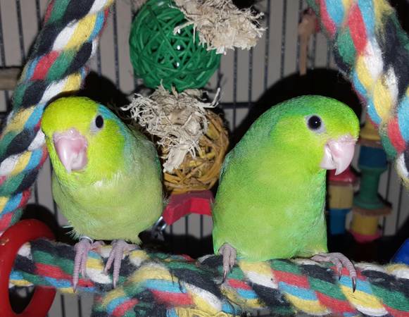 Green parrotlet babies