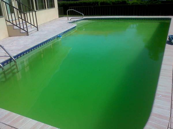 Green Pool Service amp Restoration 99 (Las Vegas)