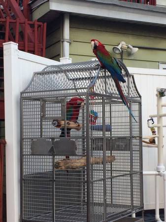 Green wing macaw pair