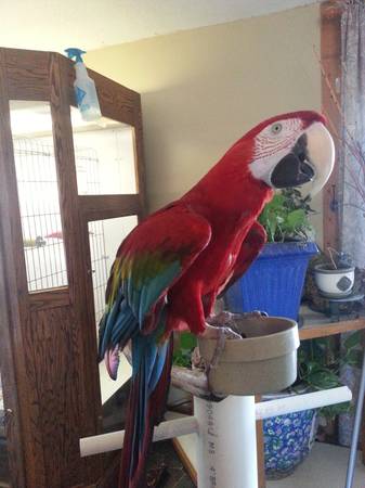 Greenwing Macaw 5 yrs old