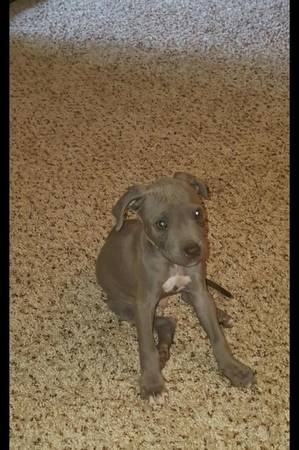 Grey And White spotted Male Baby Pitbull (Columbus)