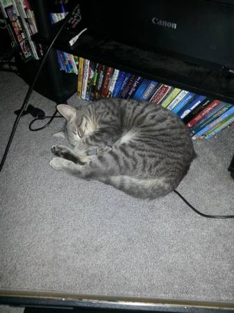 Grey female tabby cat (Red bank)