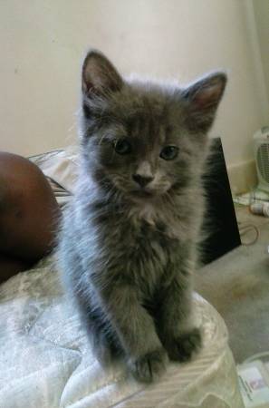 Grey kitten. born April 1st 20