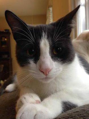 Grey, loving grey and white male kitty (Raleigh)