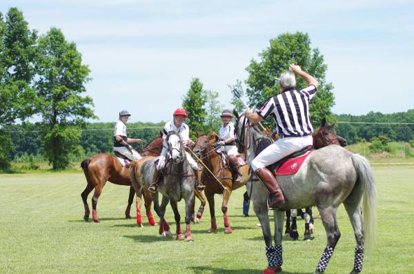 Groom for Polo Ponies (Goshen, OH)