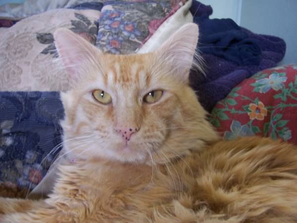 gtgtKARL, Youre My Forevvvverrr Dudeltltltlt (Orange Freckled Cat)
