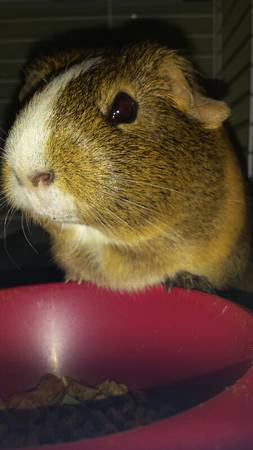 Guinea Pig and Cage (Milford)