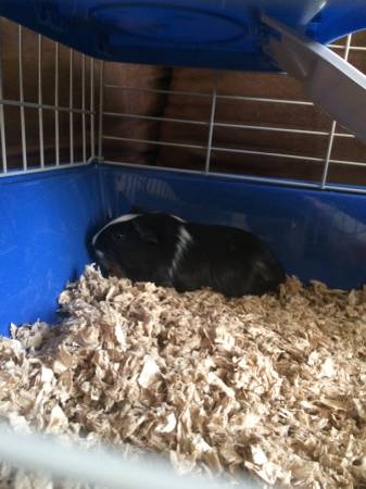 Guinea pig free to good home (Dundalk)