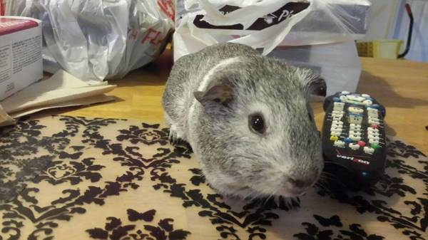 Guinea Pig Rescue