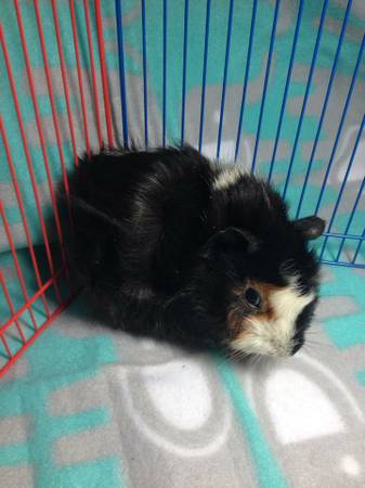 guinea pigpigs (hooksett)