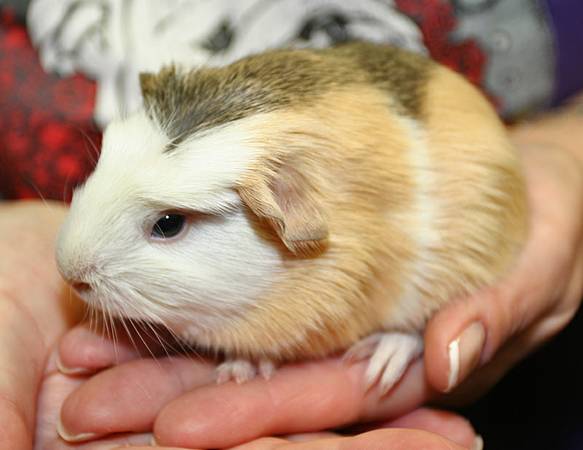 Guinea pigs