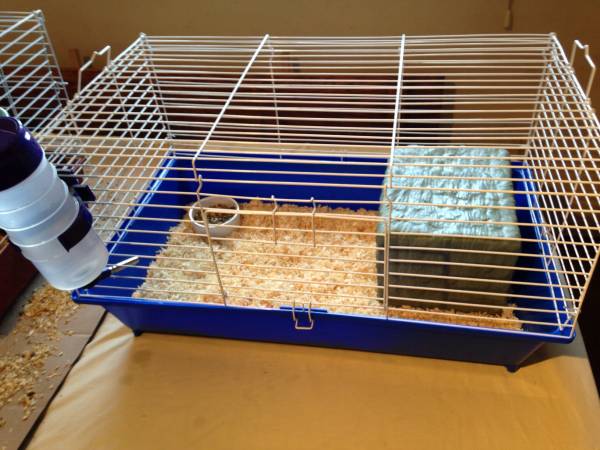 Guinea pigs 70 for both (Edmond)