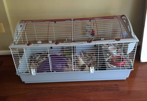Guinea Pigs amp Accessories For Sale