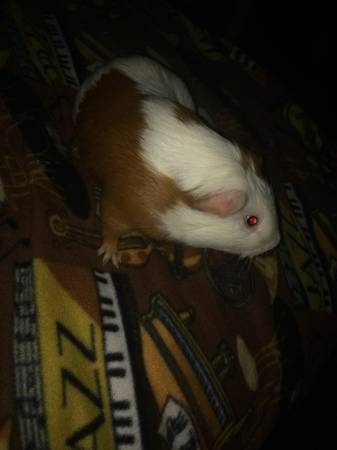 Guinea Pigs for sale (Waterford)
