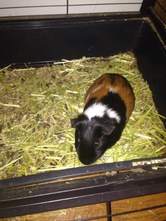 Guinea pigs (Grandview)