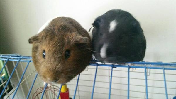 Guinea pigs with cage
