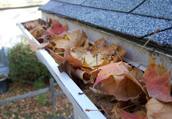 GUTTER CLEANING amp Stump Grinding (Wake,Granville,Franklin Co.)