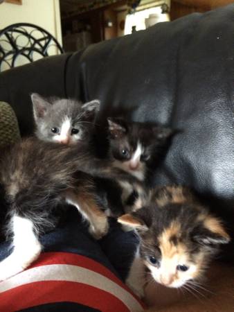 Half blue Manx kittens (Deputy, IN)