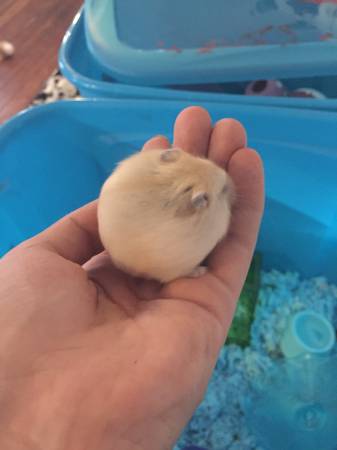 Hamster twins seek home (Fishtown)