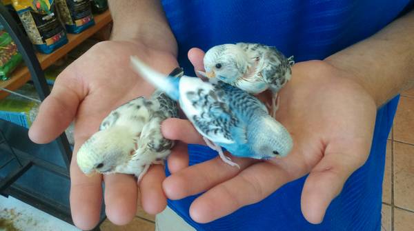 hand fed tame parakeets (royal palm beach)