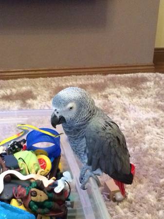 Hand raised African grey parrots available (philadelphia)