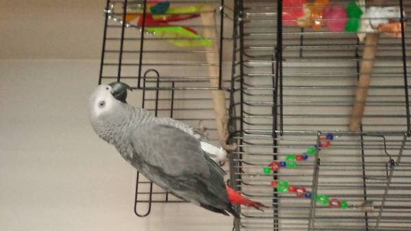 Hand Rared Male and female African grey parrots with their cage for go