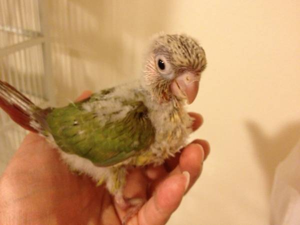 Handfed babies green cheek conures ( bird parrot conure ) (inner sunset  UCSF)
