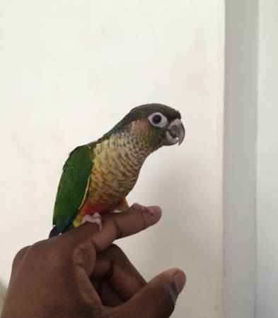 Handfed Baby green cheek conures