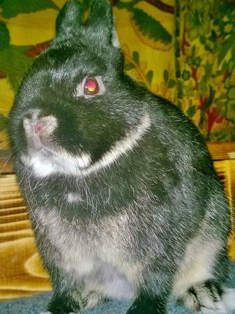 handsome little tiny bunny Netherland Dwarf (littleton)