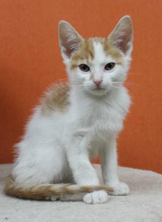 Handsome Male Kitten (Benbrook)