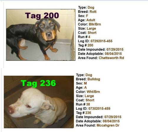 Handsome Rottweiler Available for Only 75 at The Pound  (Columbus Animal Care amp Control Center 4910 Milgen Rd)