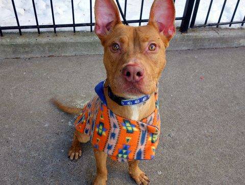 Handsome stunning amstaff Milo in dangerNYC kill shelter (Manhattan Animal Care and Control)