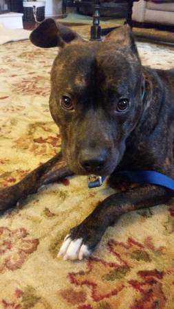 HANDSOME, SUPER SWEET PIT MX, MIKE, NEEDS HOME