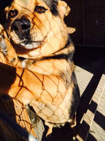 HANDSOME THOR is looking for a loving home (West Palmdale)