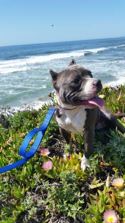 Happy 1 yr old female Pit mix rescue available for adoption