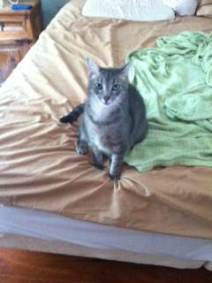 Harold 2 Year Old Gray Cat Free To A Loving Home (Little Mountain)