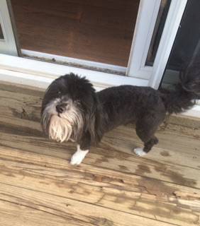 Havanese male (5yr) (Grain Valley)