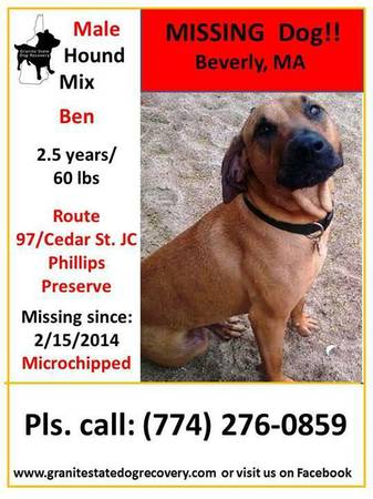 Have you seen Ben Lost Hound Mix (Beverly MA)