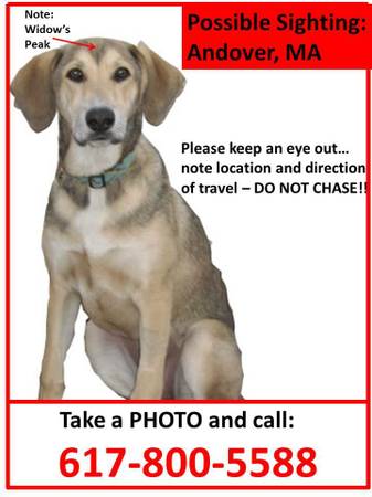 Have you seen Zadie Lost Dog (Andover)