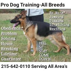 Have Your Canine Trained The Correct Way