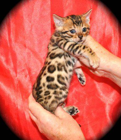 Healthy and fully registered bengal kittens for new homes.