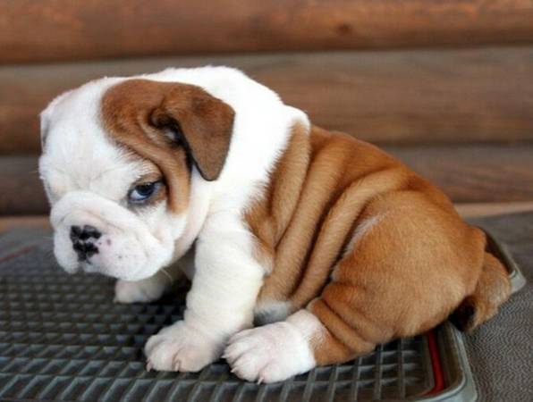 Healthy EngliSH BullDOg Puppy