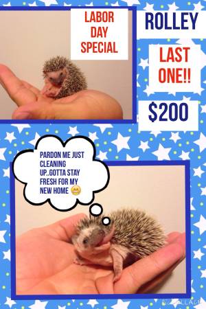 Hedge hog baby  Labor Day special (Gulfport)