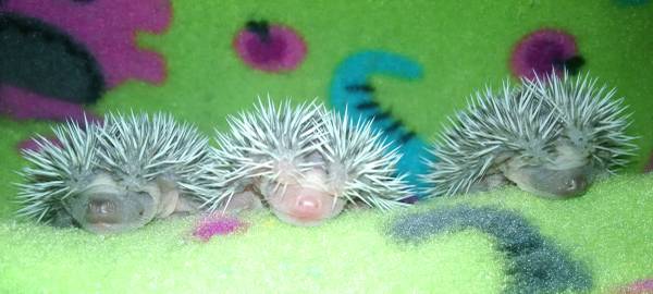 Hedgehog Babies (Aiken)