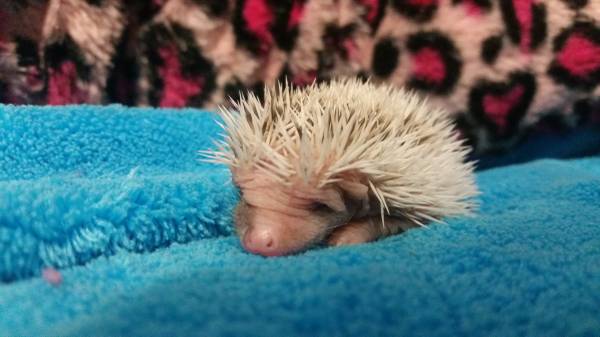 Hedgehog babies and cages (Lasalle)