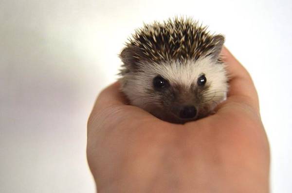 Hedgehog Babies For Sale