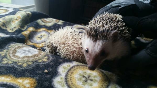 hedgehog herd, babies and adults (s. of norman, Washington)